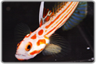 Yasha Hase Shrimp Goby